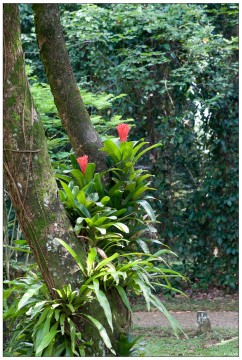am Baum<br>Botanischer Garten Bogor