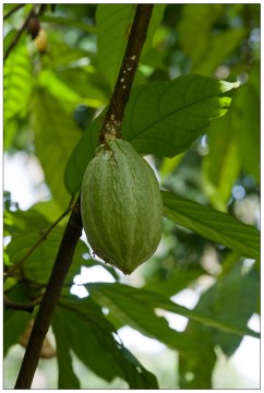 Kakao<br>Botanischer Garten Bogor