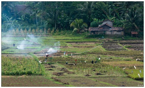 Reisfelder<br>Leben am Citarum