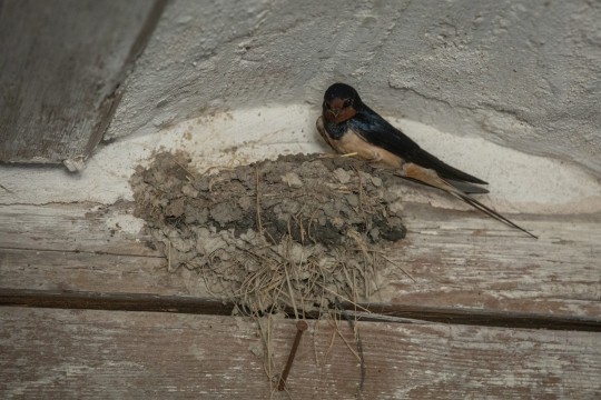Nest im Stall – Rauchschwalbe (Hirundo rustica)
