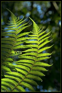 Farnwedel - Neuseelands typischste Pflanze